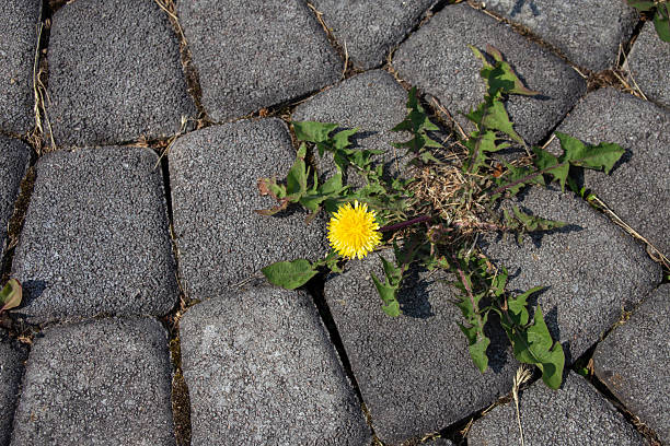istock A dandelion has bloomed on the paving slabs. 2223095715