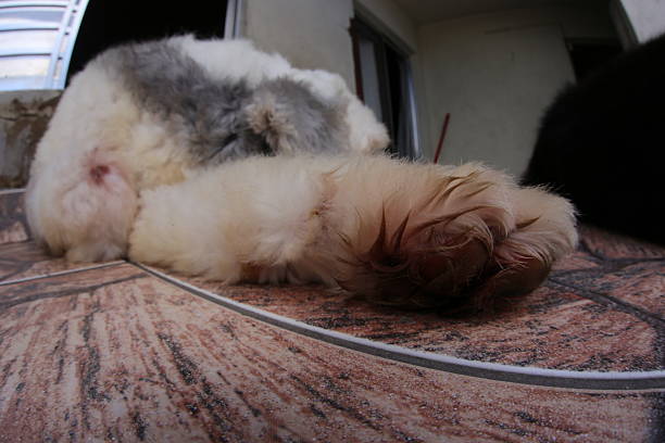 Old English Sheepdog