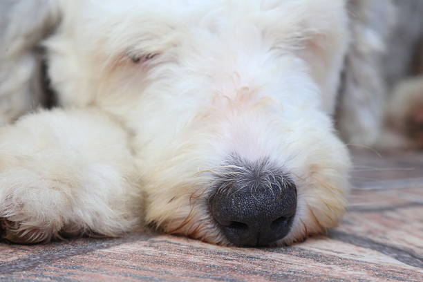 Old English Sheepdog
