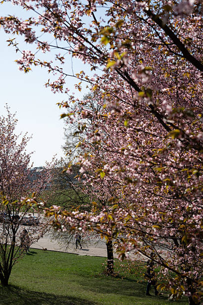 istock serene park walk amidst blooming cherry blossoms under clear blue sky with lush green grass and strolling figures in the background, evoking a peaceful springtime atmosphere, scene, picturesque 2223096757