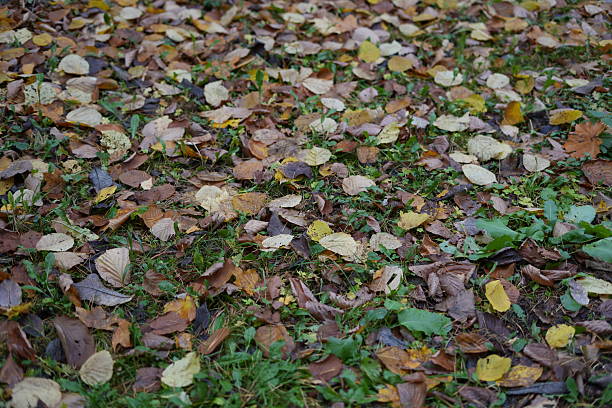 photo Autumn leaves scattered on a grassy forest floor creating a natural colorful pattern embracing the essence of fall, a perfect representation of seasonal transition
