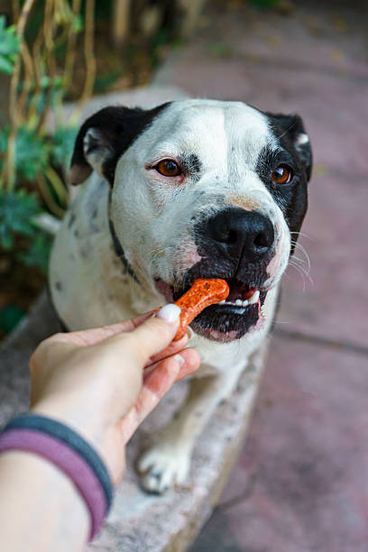 istock Hand Feeding Treat to Pit Bull Mix Dog 2223099521