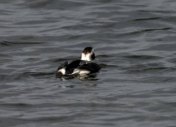 istock Long-tailed Duck Female Gliding on Blue Water 2223100439