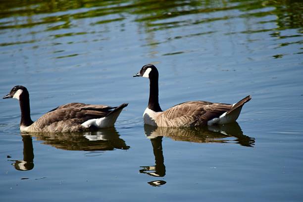 istock Canadian goose 2223102458