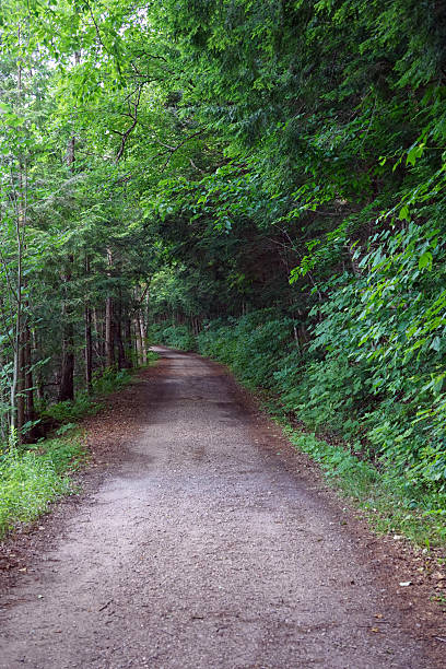 istock A secluded dirt path winds through a dense, lush green forest 2223102915