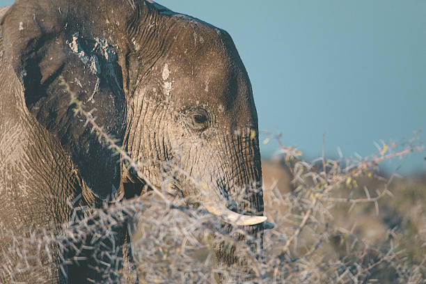 Wildlife