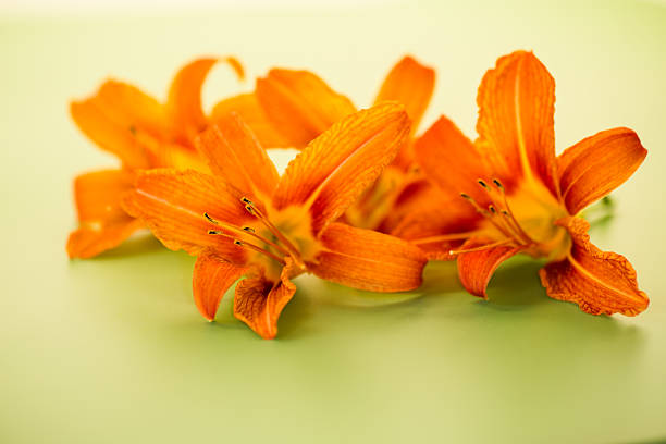 A vibrant orange daylily in full bloom shows ruffled petals and dark stamens, with two closed buds nearby and a soft green garden background.