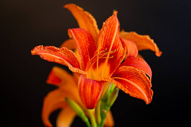 Orange lily flowers on black background.