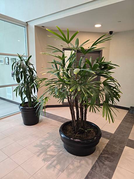 istock Indoor Potted Plants in Modern Office Lobby 2223110949
