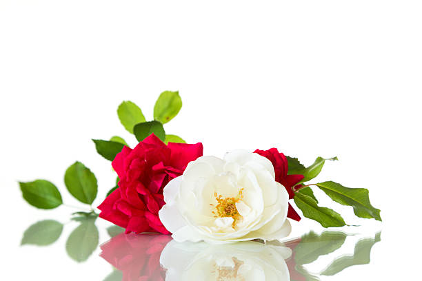 white and red rose in pair isolated on white background.