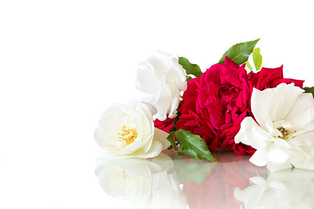 bouquet of white and red roses, isolated on white background.
