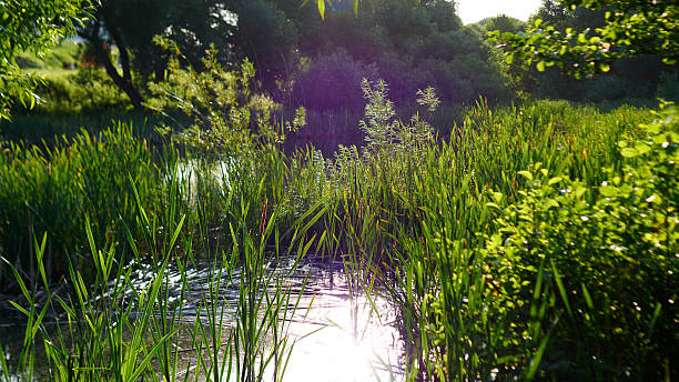 istock A Serene and Tranquil Nature Scene featuring Lush Green Plants and Calm Water Reflections 2223112081
