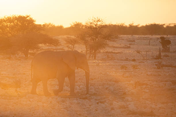 An elephant walks through the golden rays of sunset, Etosha National Park, Namibia.