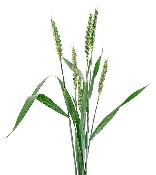 istock Green ears of wheat. 2223112291