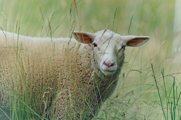 istock Domestic sheep in the field. 2223115644