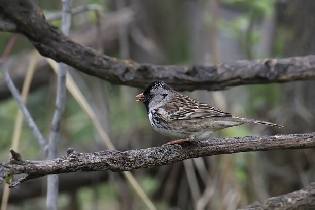 istock Harris's Sparrow (zonotrichia querula) perched on a big tree branch 2223116896