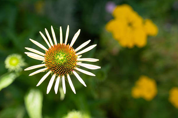 Coneflower from above. Early blooms.