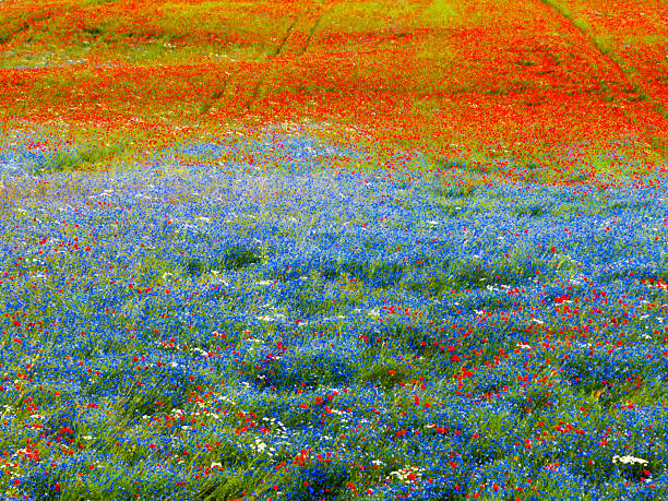 Expansive field covered in bright red poppies and blue wildflowers creating a colorful gradient effect under a clear sky during daytime.