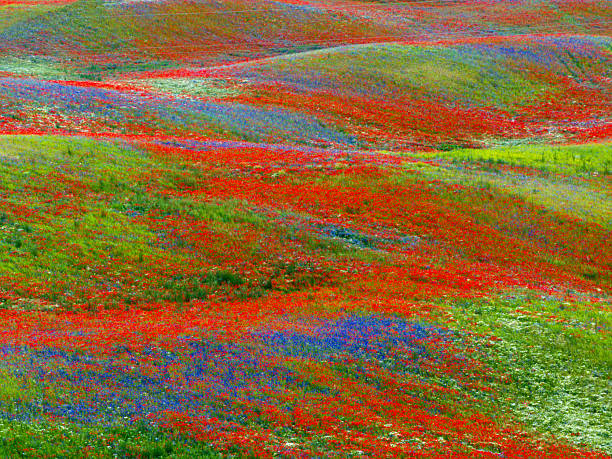 Field of poppy and yellow flowers, daylight and outdoor, Georgian nature
