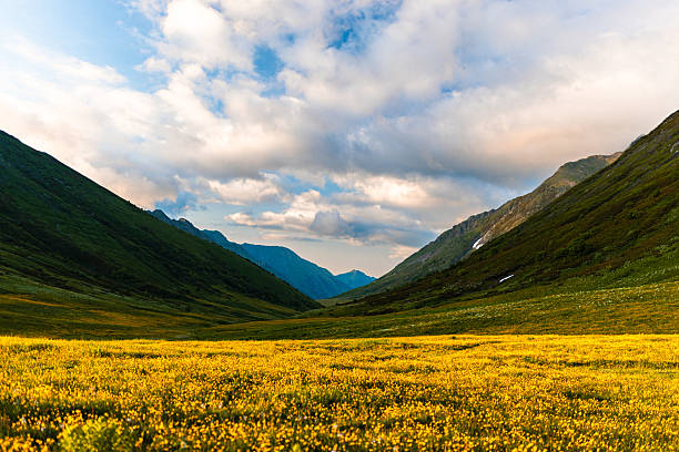 Vivid meadow with golden flowers surrounded by lush green mountains and dramatic clouds in the sky.
