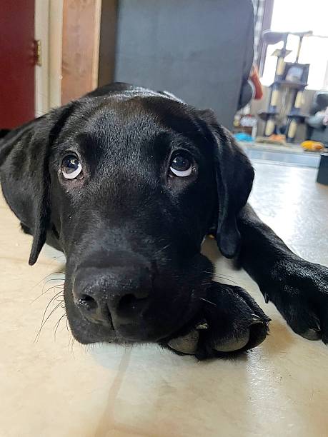 istock Puppy dog eyes 2223119778