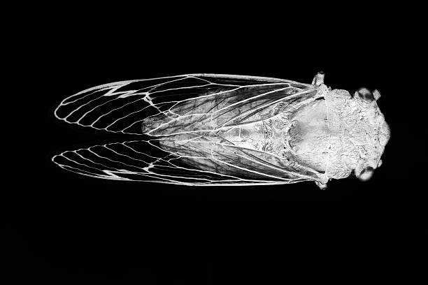 390+ Cicada Australia Stock Photos and Royalty-Free Pictures - iStock