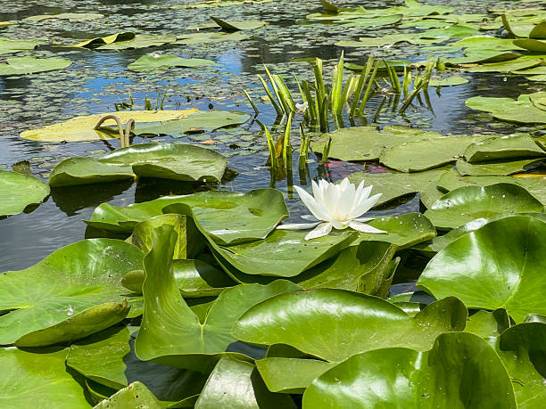 istock White water lily blooming on a pond covered with green lily pads 2223122533