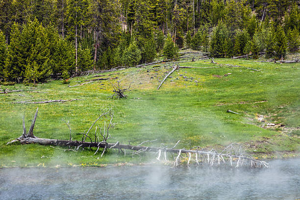 Yellowstone landscape, Wyoming, USA