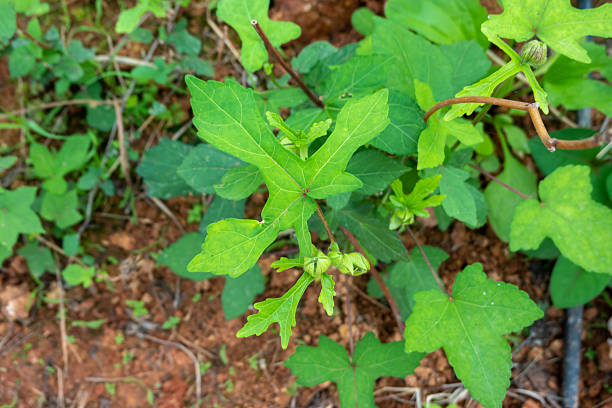 chinese medicine plant Abelmoschus manihot (L.) Medicus