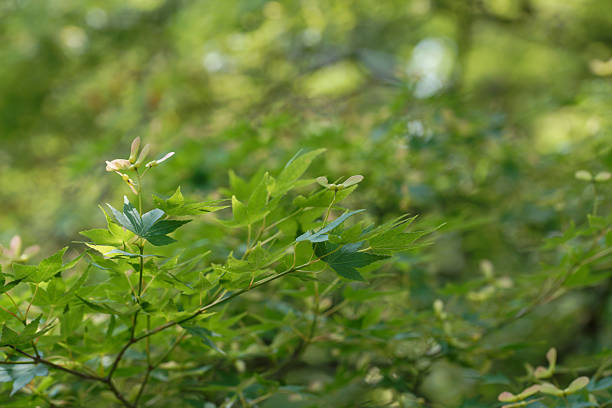 Acer palmatum Thunb. in outdoor in Spring
