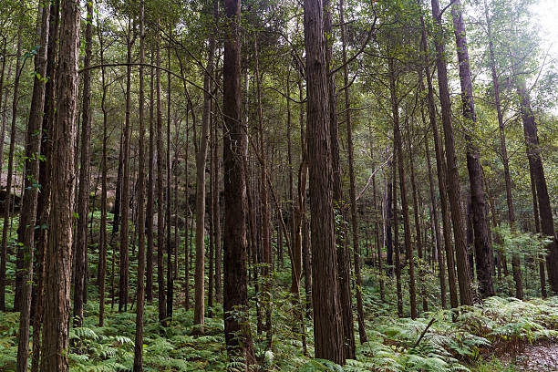 Sunlight through Australian eucalyptus forest (gum trees) – serene blue-green canopy landscape