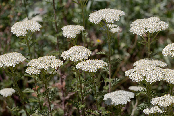 istock A plant with white flowers(Achillea millefolium) close-up 2223133263