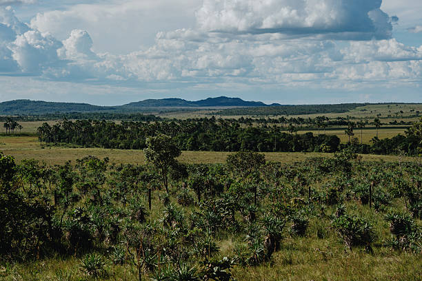 landscape in Chapada dos Veadeiros