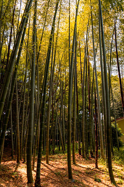 istock Golden lighting among the bamboo trees in Japan 2223135259