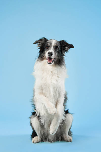 istock Border Collie sitting attentively on blue background 2223135279