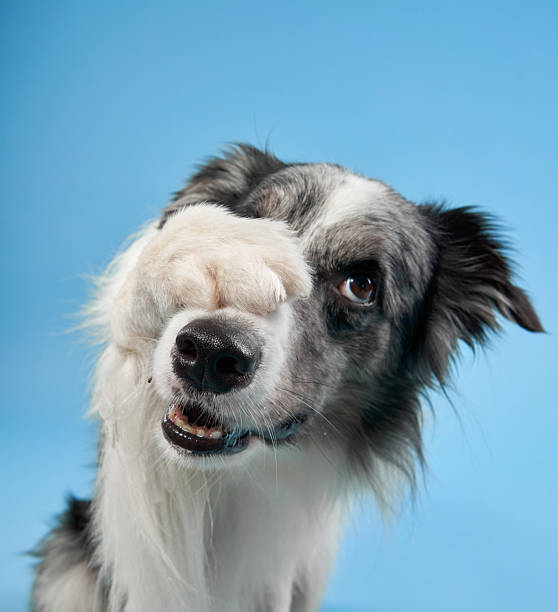 istock Border Collie showing excitement with open mouth 2223135280