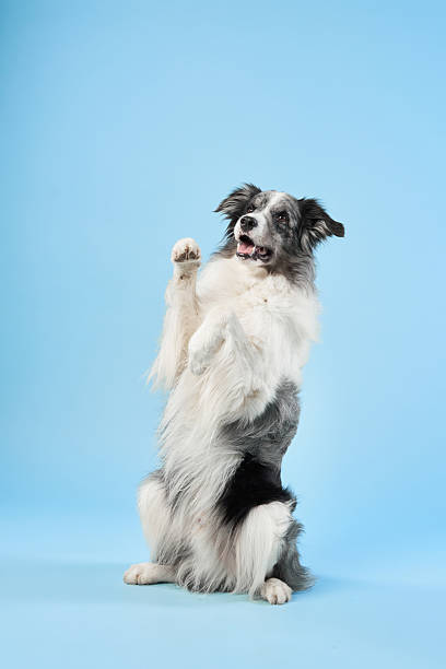 istock Border Collie raising both paws in playful manner 2223135284