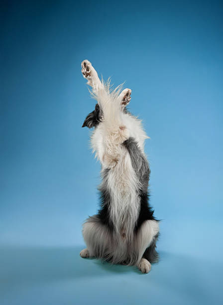 istock Border Collie raising paw in a greeting gesture 2223135286