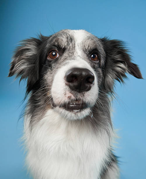 istock Border Collie looking curiously into the camera 2223135287