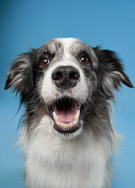 A Border Collie stares into the camera with wide eyes and an open mouth, set against a blue background. The energetic and engaging expression creates a sense of excitement.