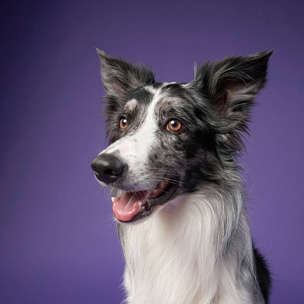 istock Border Collie smiling against a purple background 2223135295