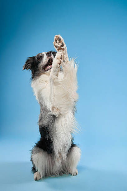 istock Border Collie raising its paw playfully 2223135304