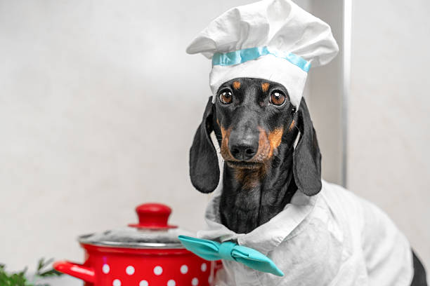 istock Dachshund in chef outfit with red cooking pot in kitchen setting 2223135630