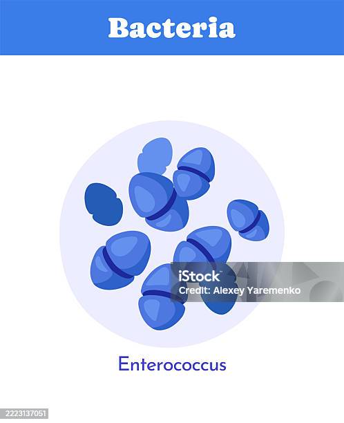 Enterococci Microscope Enterococcus Bacteria Under Microscope Vector Illustration Stock ...