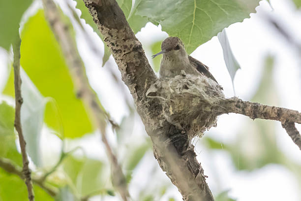 istock Black-chinned hummingbird in Colorado 2223137787