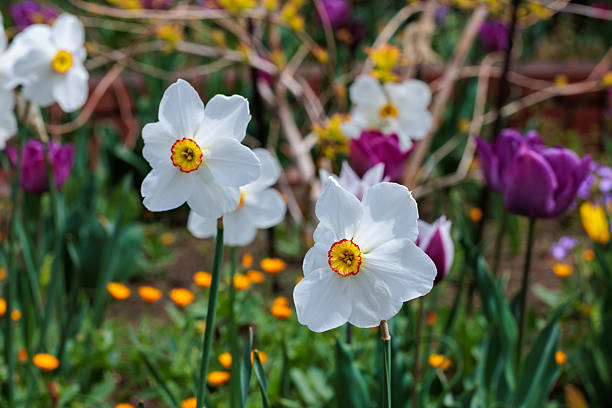 Daffodil flowers with orange and white centers are rare.