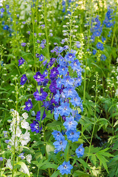 istock A refreshing light blue delphinium flower that blooms in early summer. 2223138244