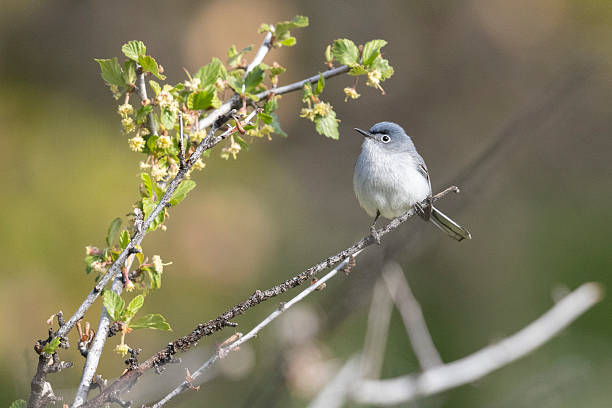 istock Blue-gray gnatcatcher in Colorado 2223141059