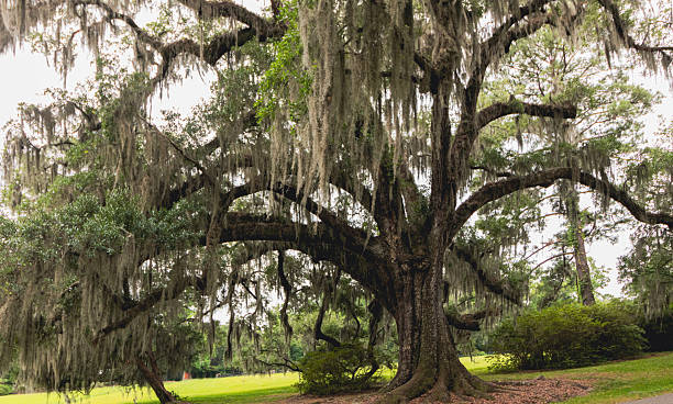 istock Big oak tree with silvery strands of Spanish moss 2223141487