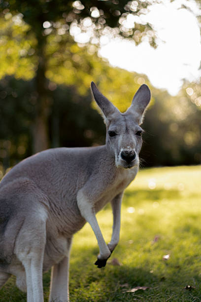 istock Curious kangaroo gazes softly in golden afternoon light 2223142417